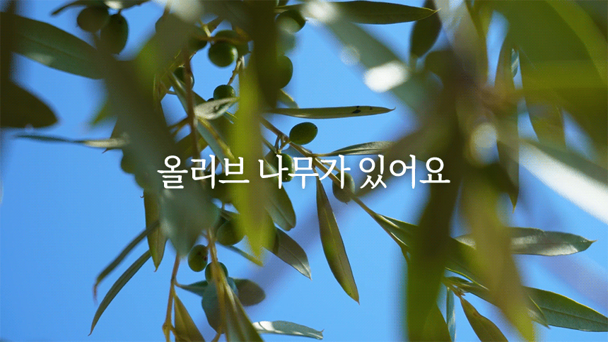 올리브나무3.gif