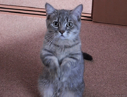 giphy (2).gif