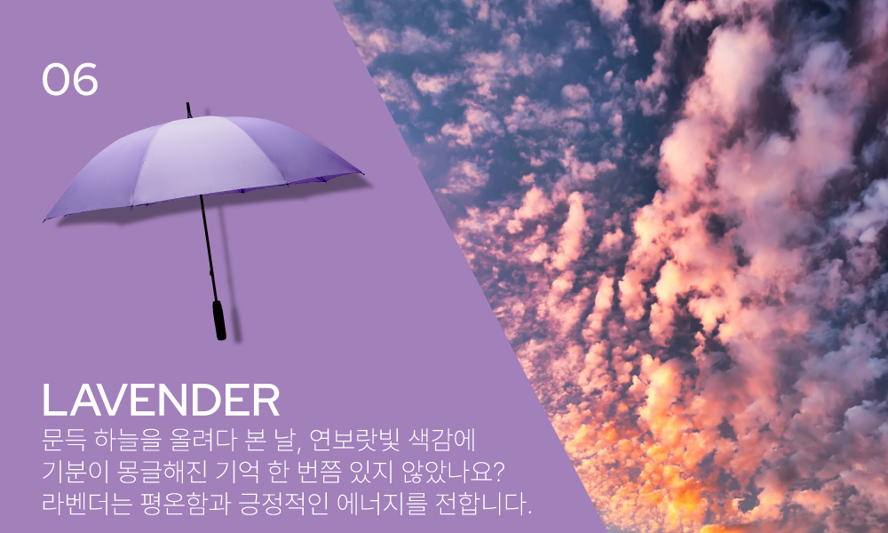 컬러스토리_라벤더.jpg