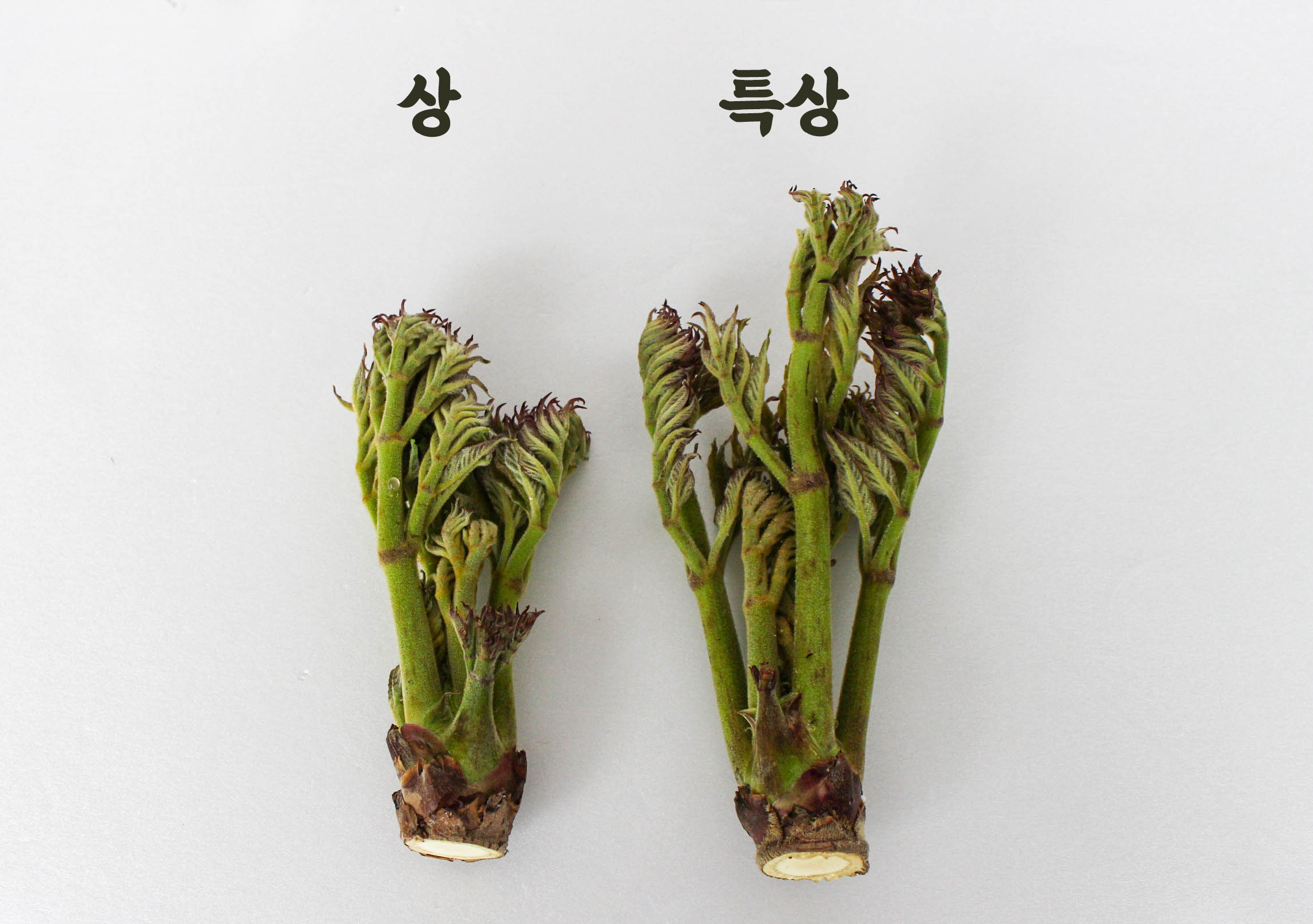 두릅 크기.jpg