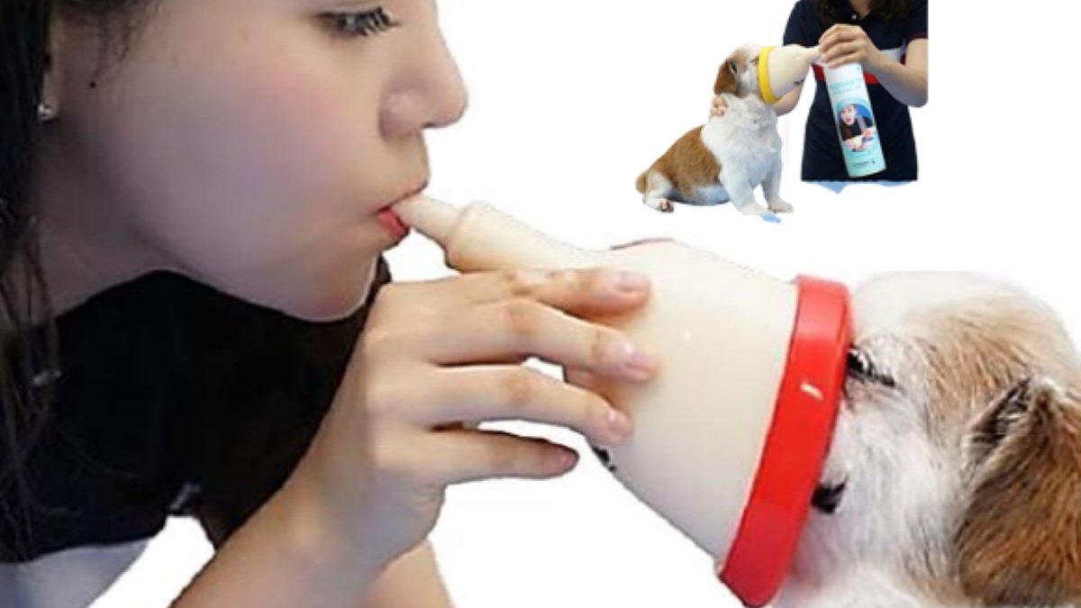 멍냥이 건강 100세 도우미 119 읍급키트 
