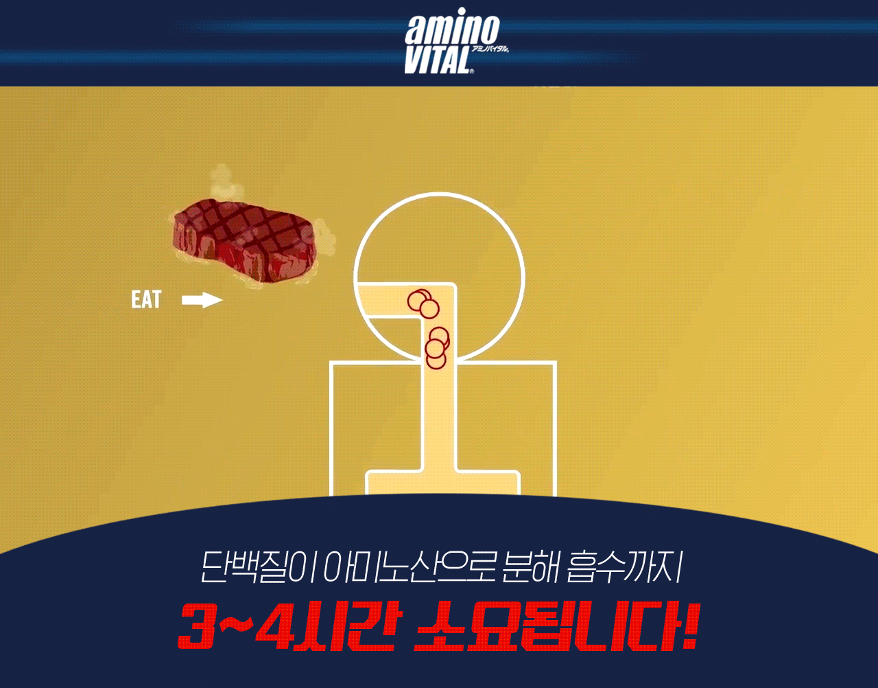 단백질-분해.gif