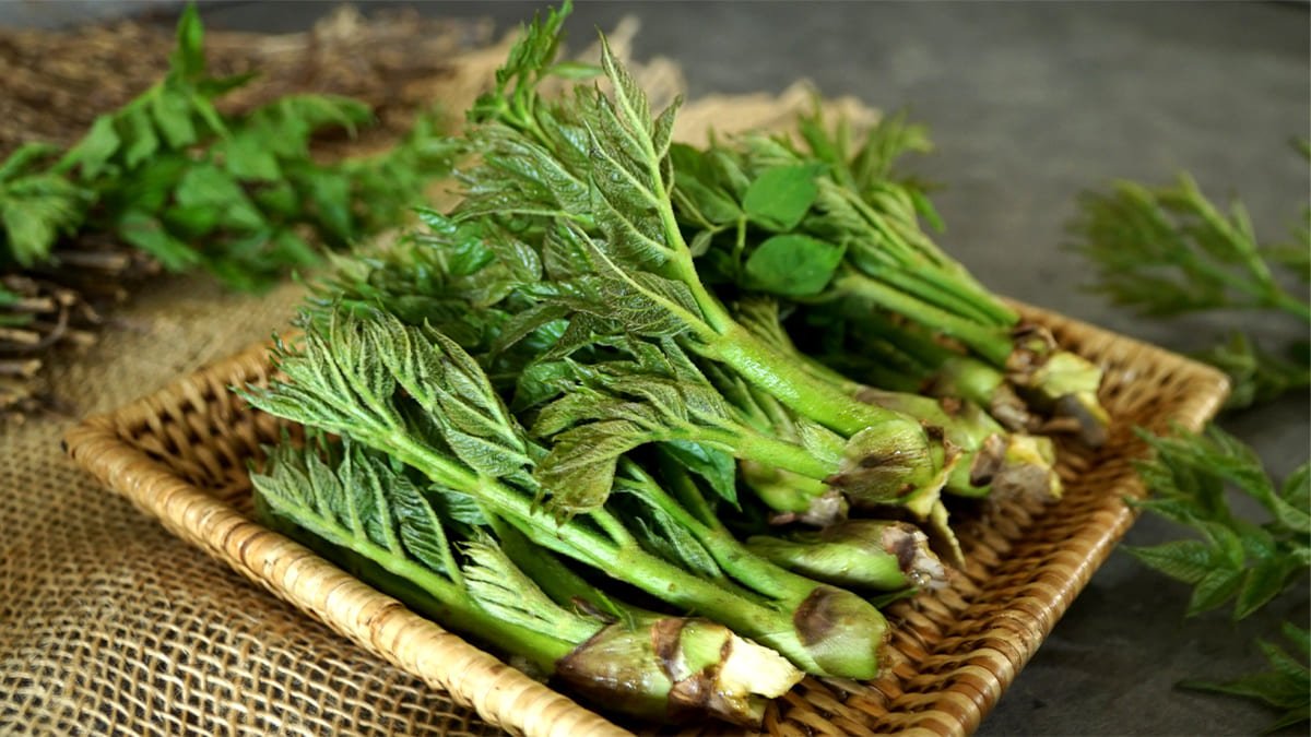 [我们N]2024顺昌老岭山脉野生刺嫩芽