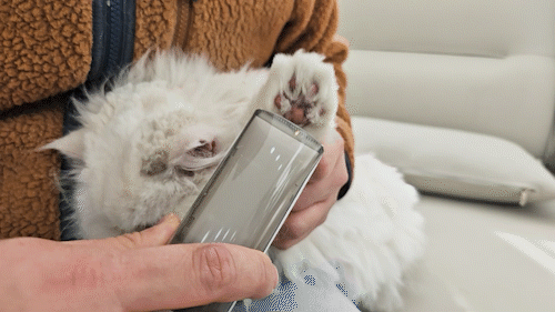 09_고양이-발털깎기.gif
