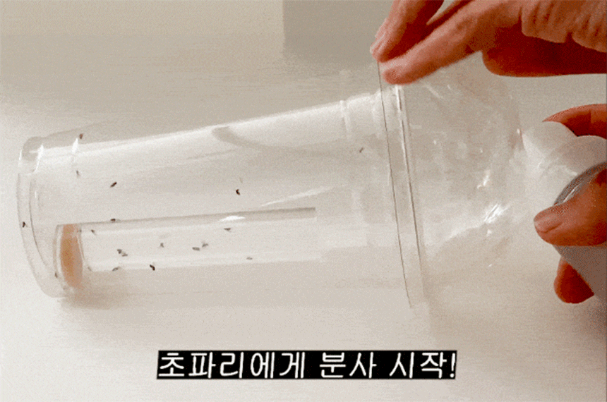 초파리3gif.gif