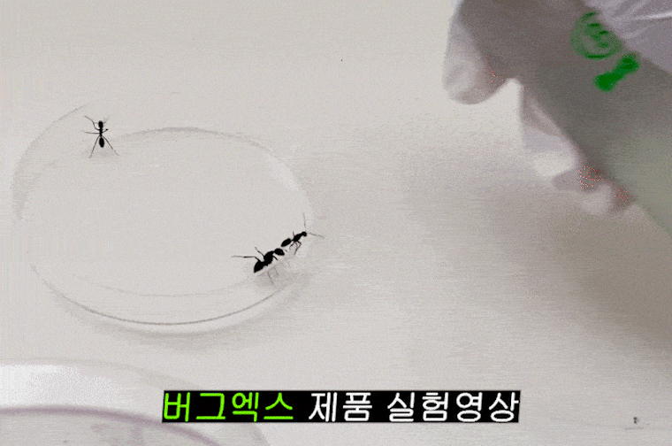 개미gif_2-min.gif