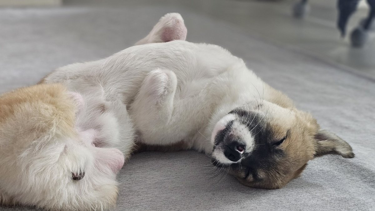 わらにもすがる思いで救われた足のない子犬が、自らの力で未来をつかむ支援プロジェクト