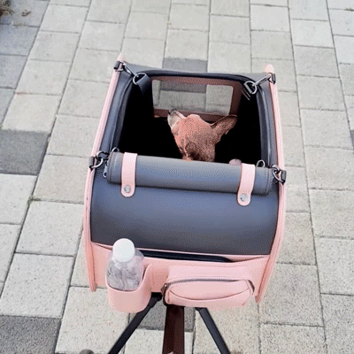 양쪽 창문 바라보는 강아지_400PX.gif