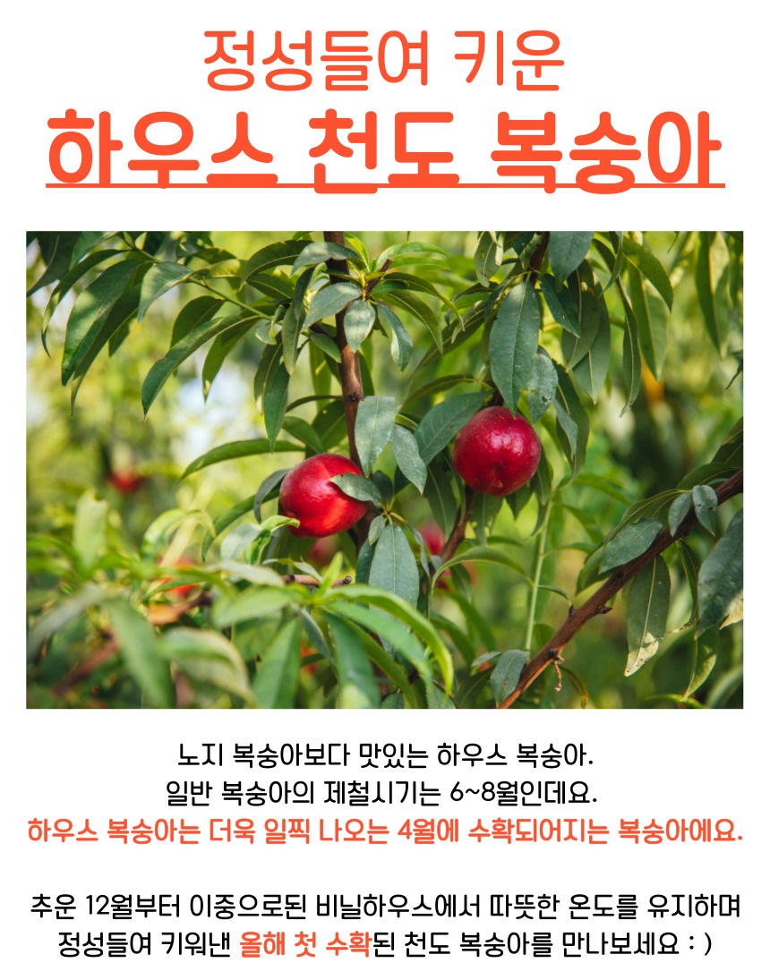 천도복숭아-008 (1).jpg