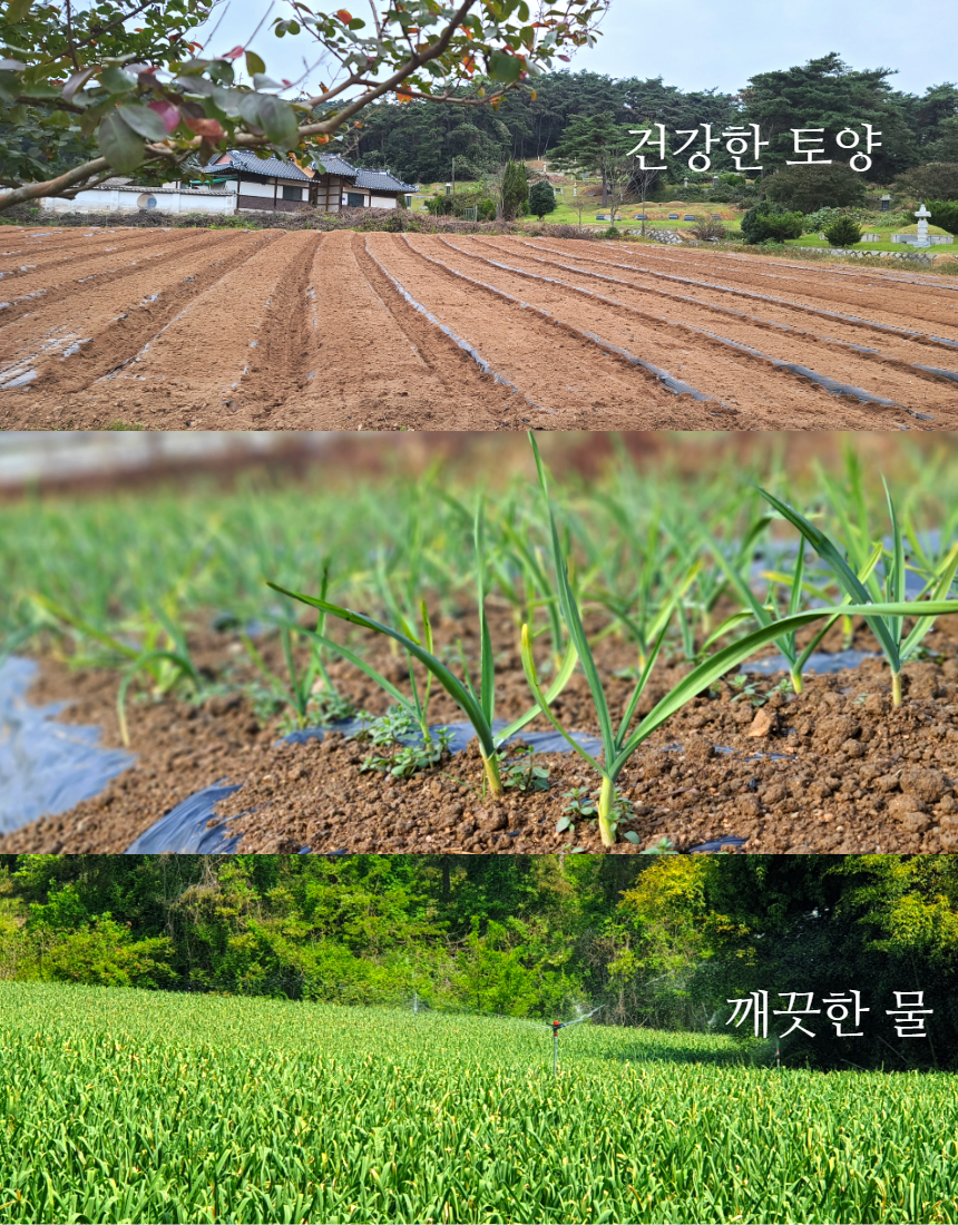 햇마늘 34.jpg