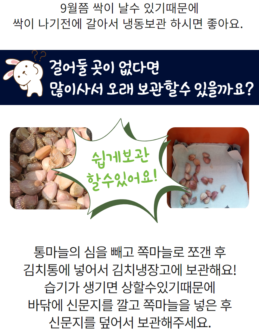 햇마늘 67.jpg