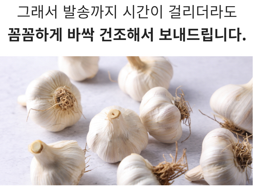 햇마늘 45.jpg