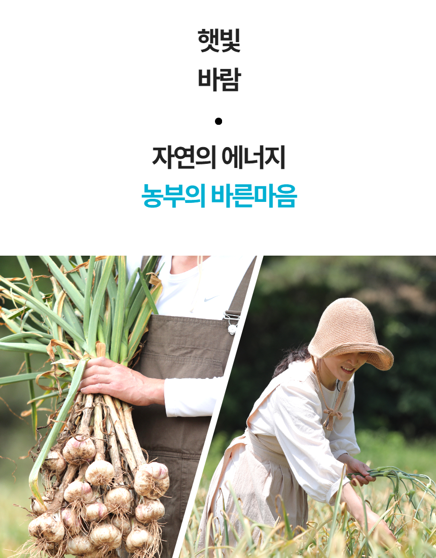 햇마늘 35.jpg