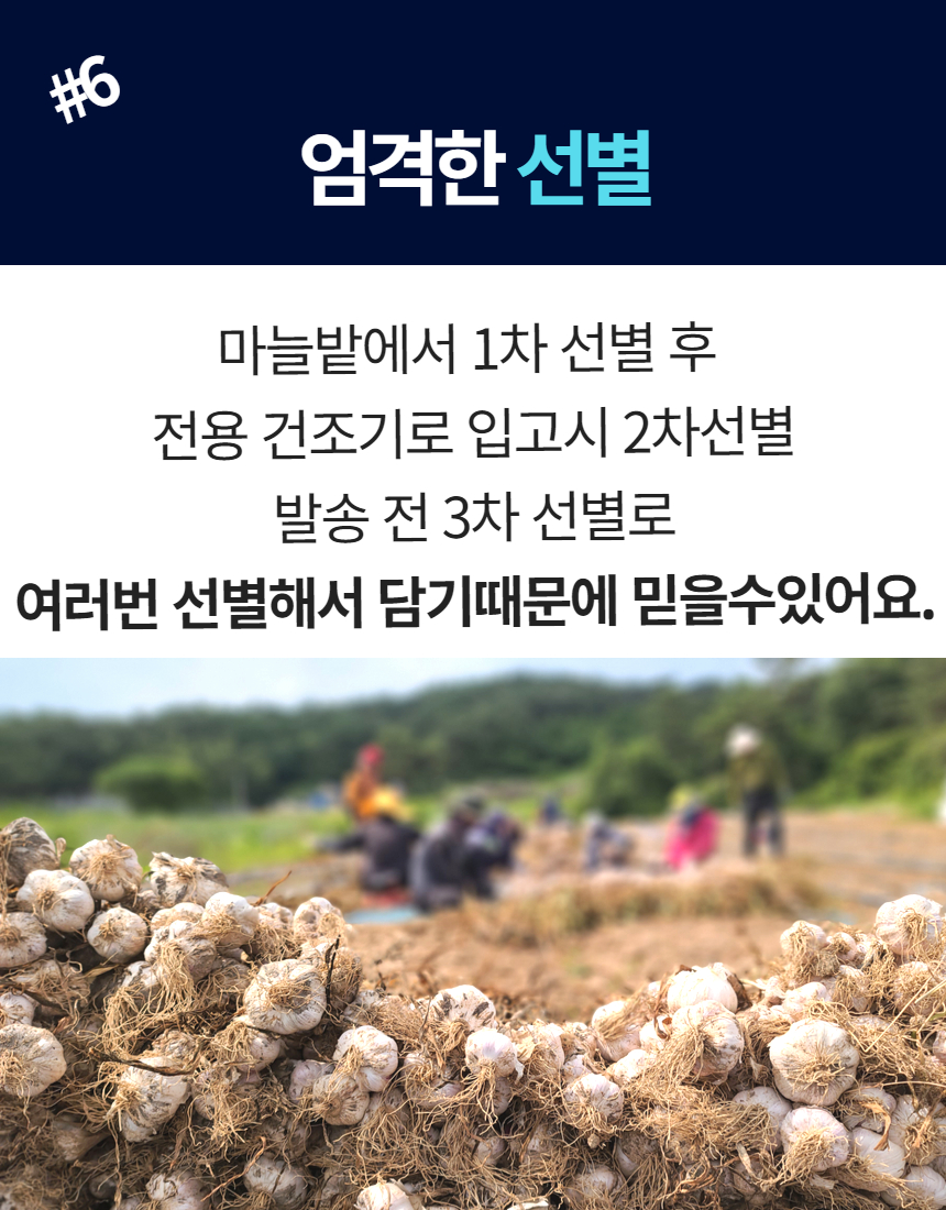 햇마늘 52.jpg