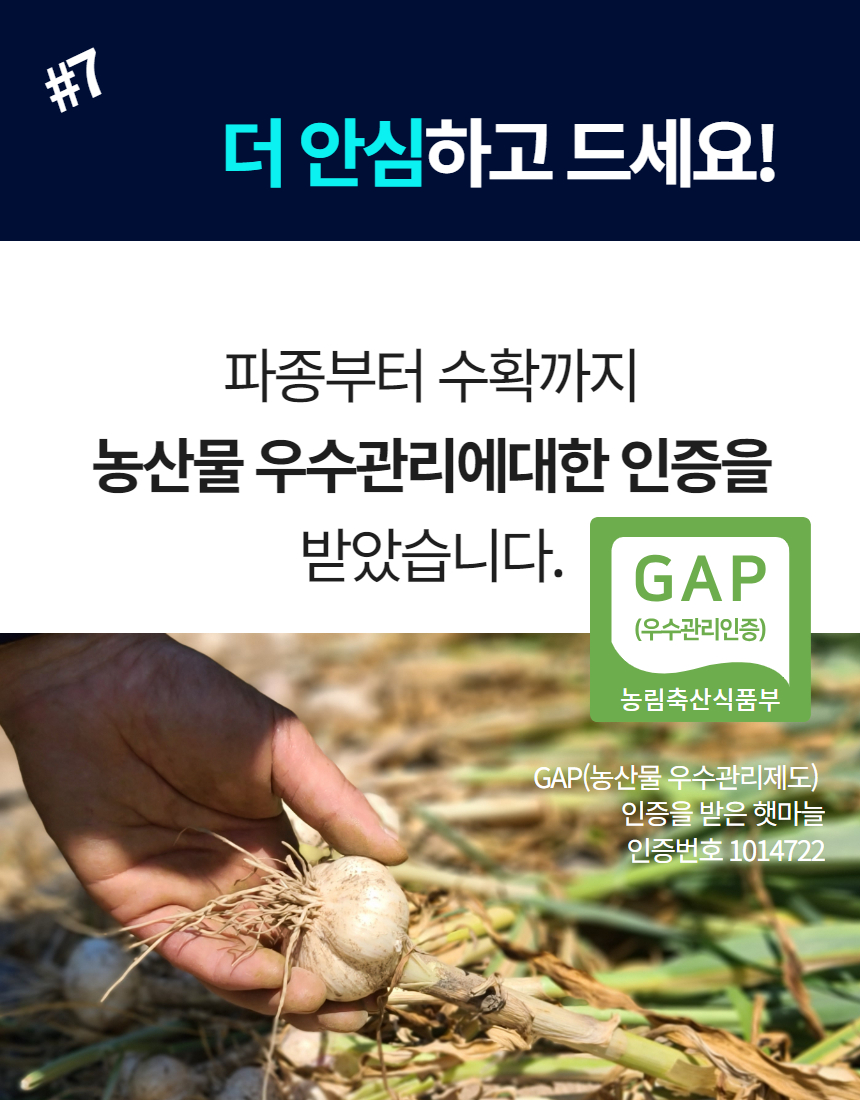 햇마늘 53.jpg