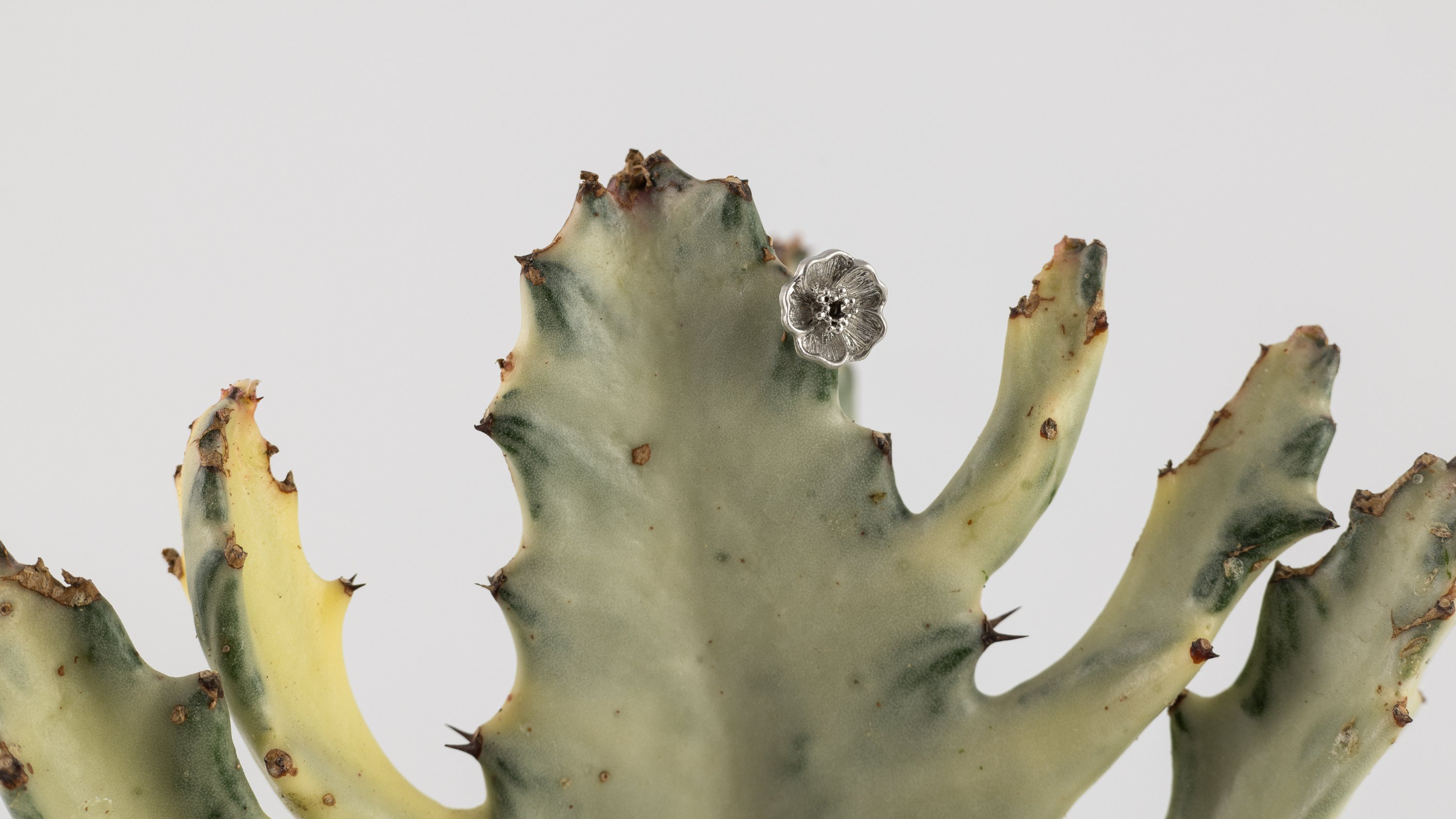 现代植物装饰 | 时尚花盆套与挂饰，点亮独特植物魅力