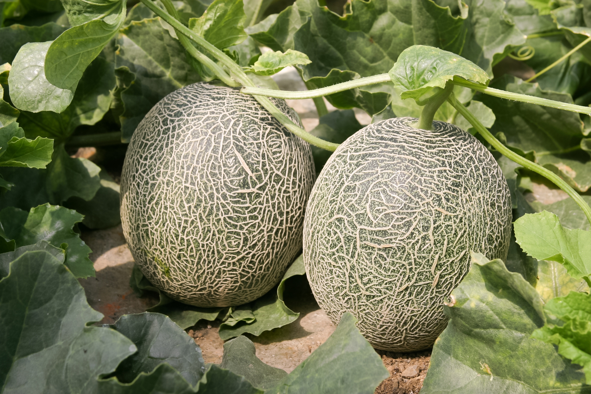 870712_m.jpg