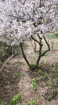 lv_0_20240405140158.gif