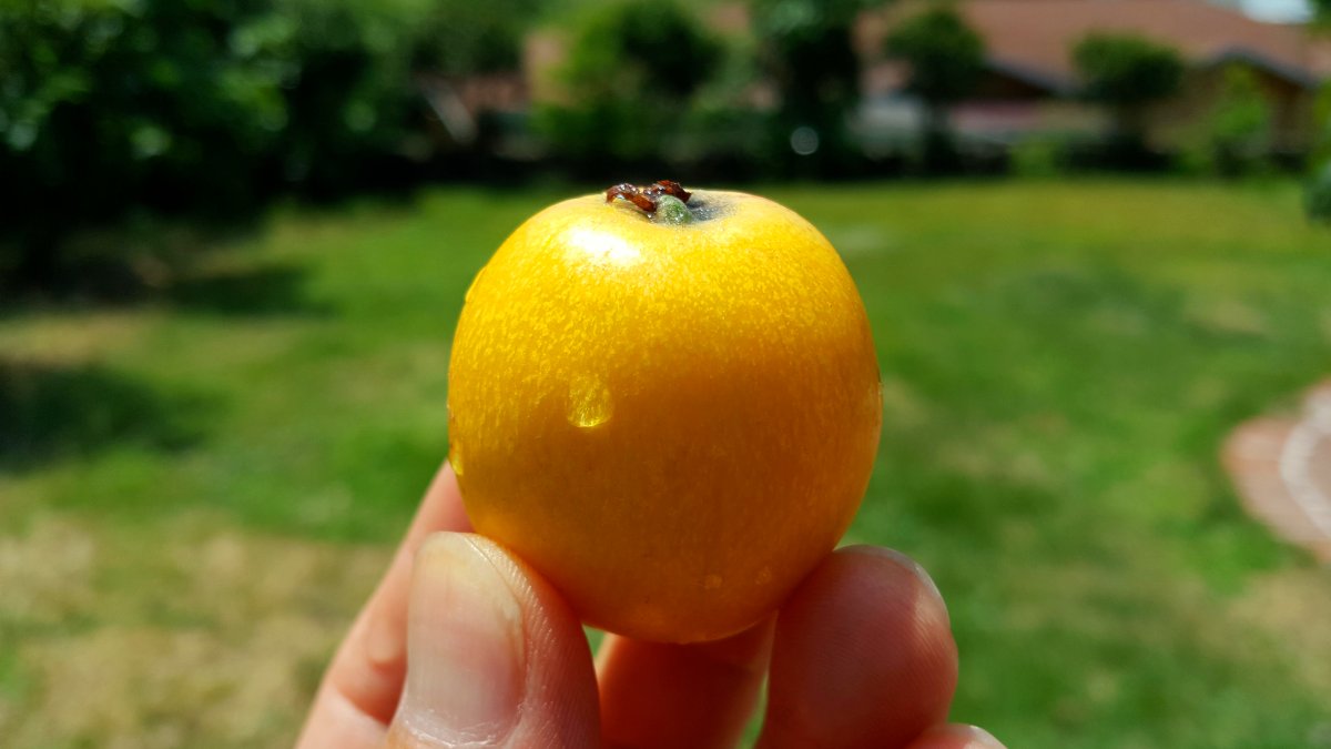 春日甜蜜！柔软口感诱人的【金黄枇杷】