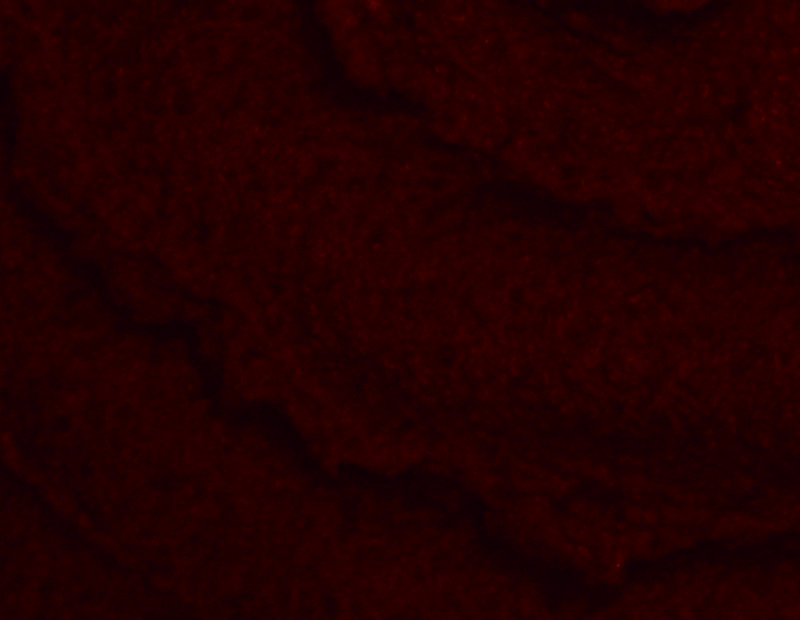 gif.jpg