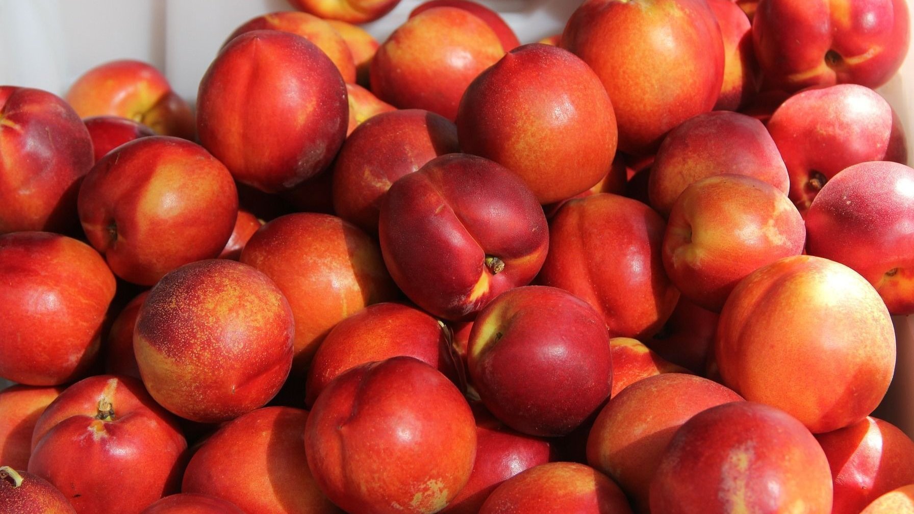 [올 여름, 14일만 만날 수 있어요] 경산 명품 복숭아 신비,신선복숭아