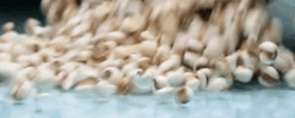 62(GIF).gif