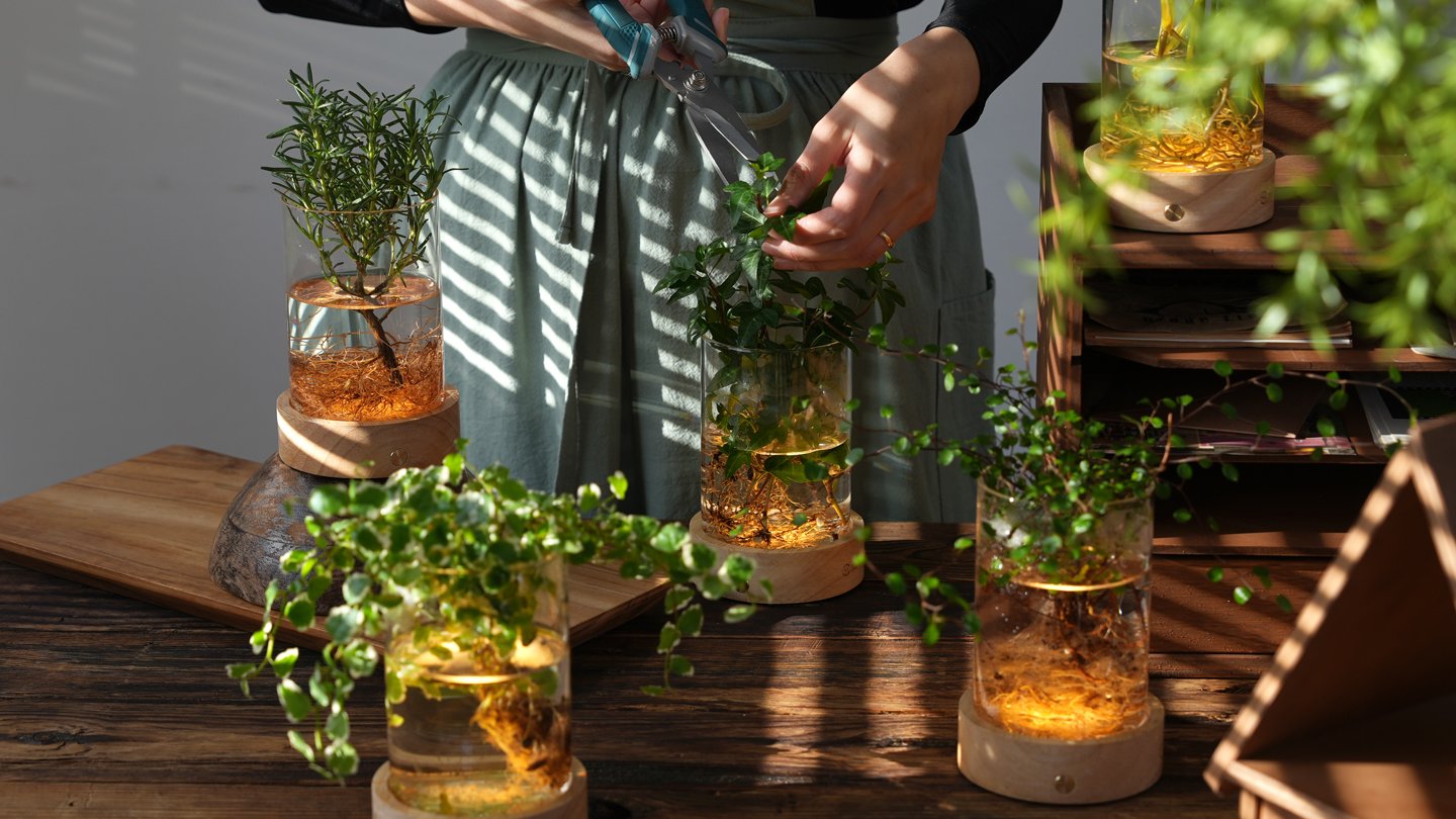 Light Up Your Midnight Garden! The Moist Harmony of Mood Lights and Aquatic Plants