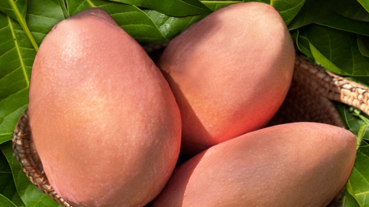 The Hermes of Mangoes the mysterious jumbo-sized peach-colored Peach Mango!