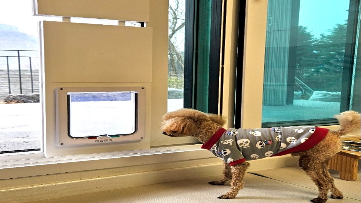 畅销日本的Block宠物门！1分钟安装，帮你节省50%冷暖气费