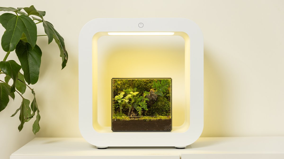 白天植物灯，夜晚氛围灯 <苔藓玻璃瓶氛围灯>