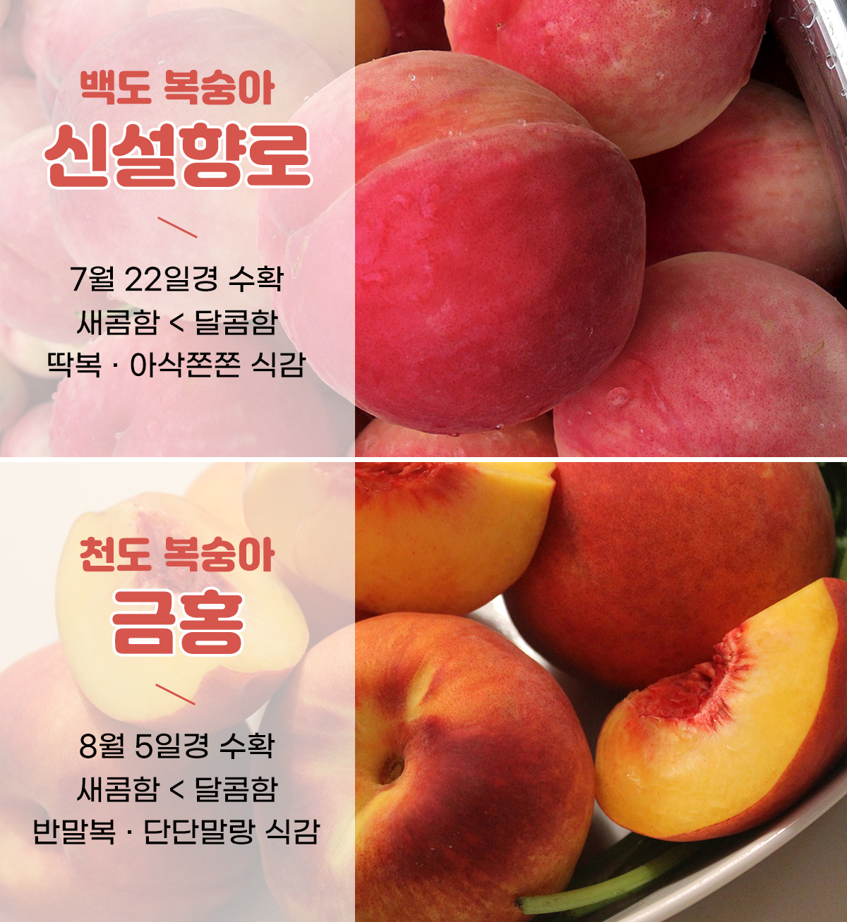 이미지 설명이 없습니다.