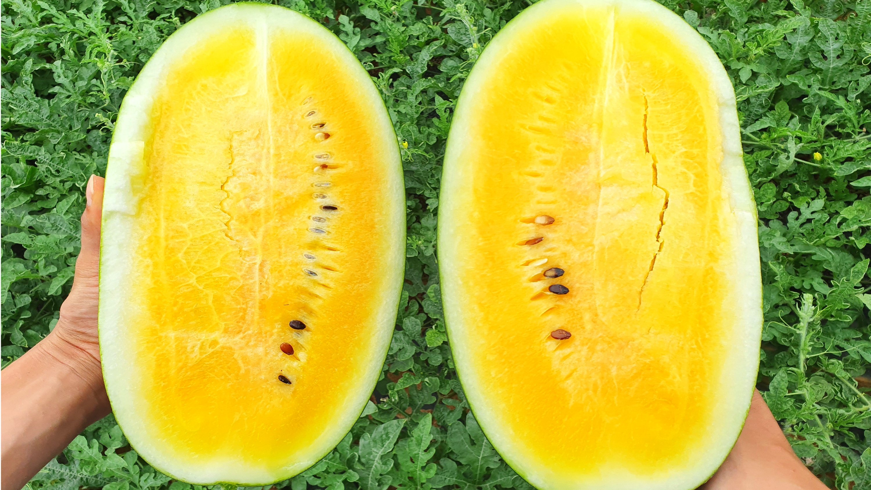 
<Black Mango Watermelon> Golden flesh like dripping honey! Meet the yellow watermelon!
