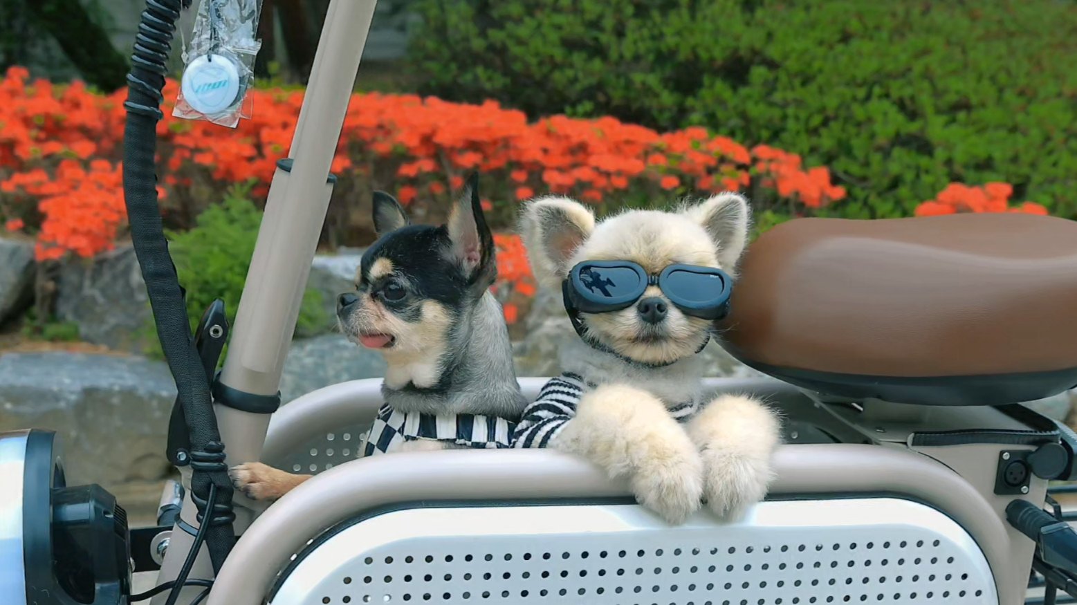 [전동스쿠터] 반려견과 함께 스마트&이지라이프! 올뉴체인지 이디뚜뚜10