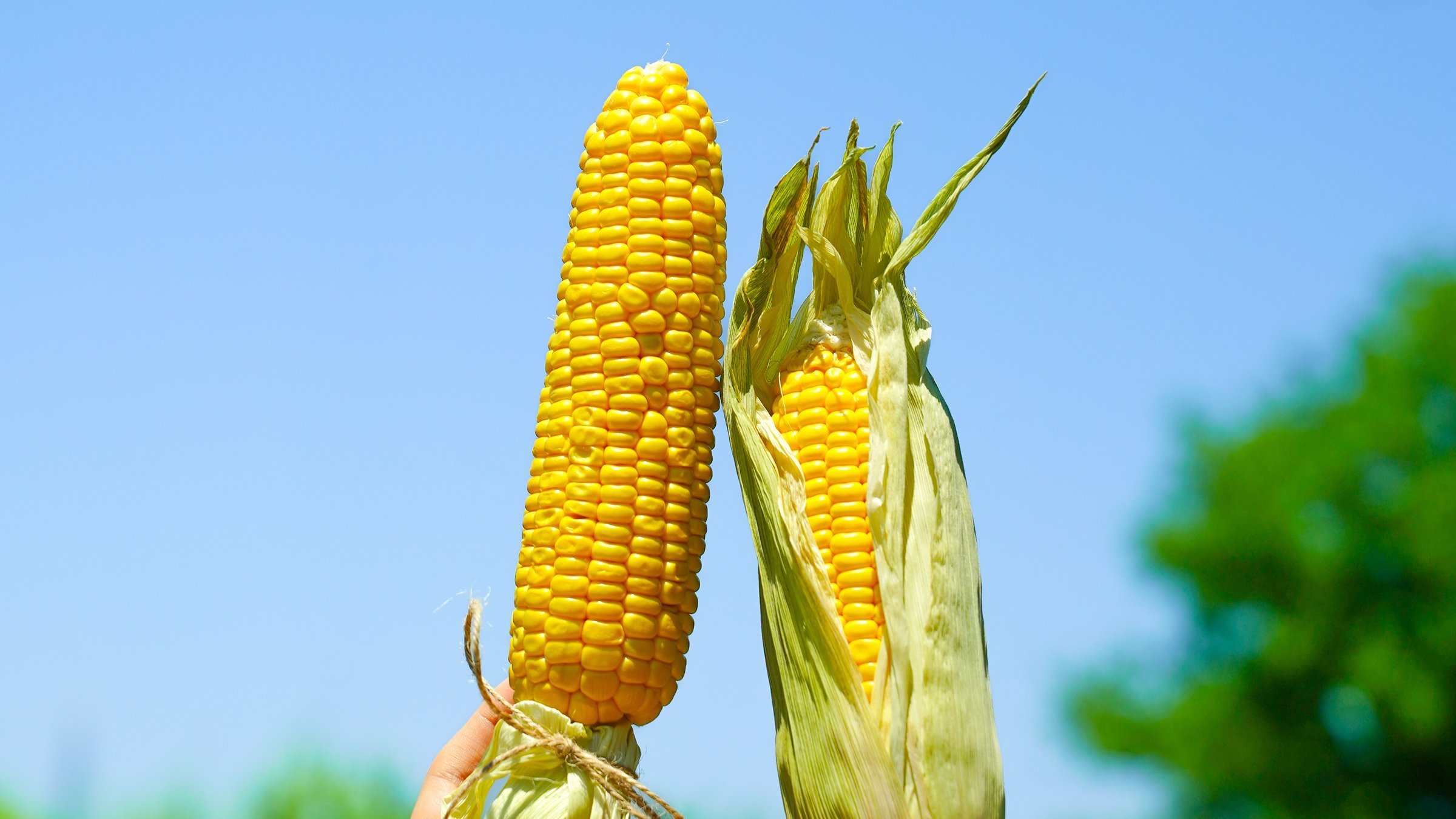 [济州初糖玉米] 玉🌽！嗖嗖✈~来自济州夏日的自然甜蜜！