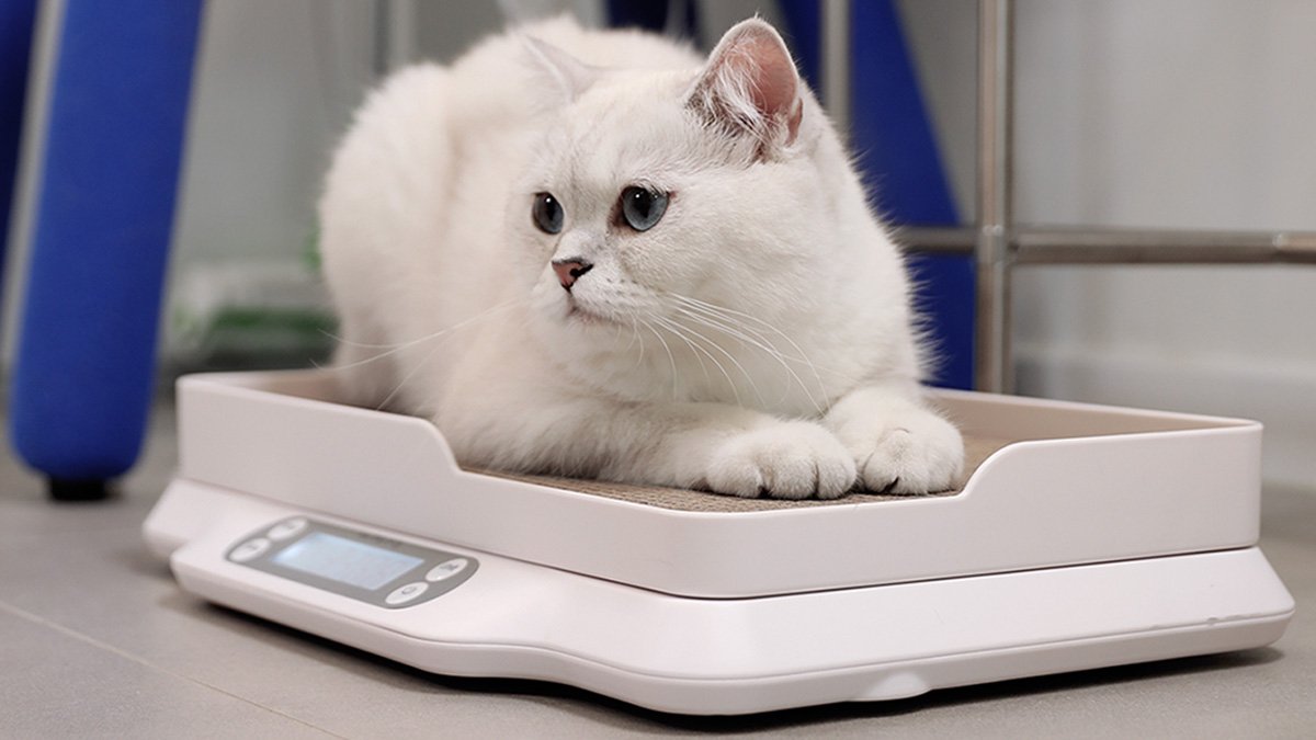 고양이 수명 연장 체중계  <묘키로>