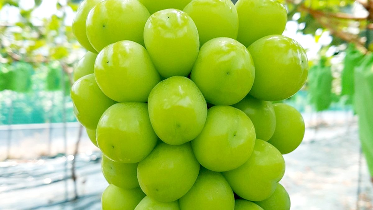 [Top 1%] Sweetness Guaranteed Mango-Scented Shine Muscat in Limited Supply