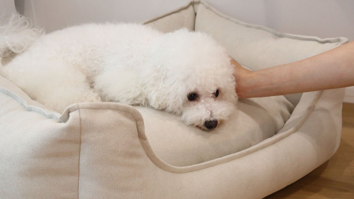[犬中心] 5つ星ホテルのリサイクル綿を使ったペットベッド！健康を考えた愛犬用クッション