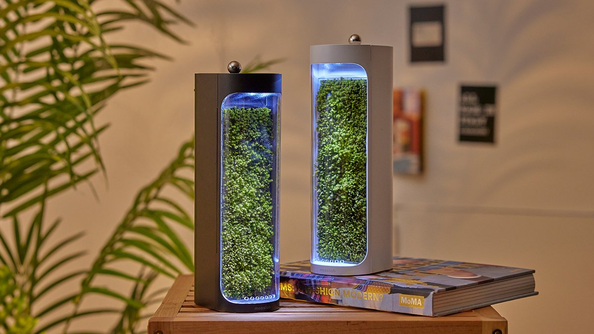[累计10亿]活力苔藓，天然加湿+空气净化！房间里的绿洲