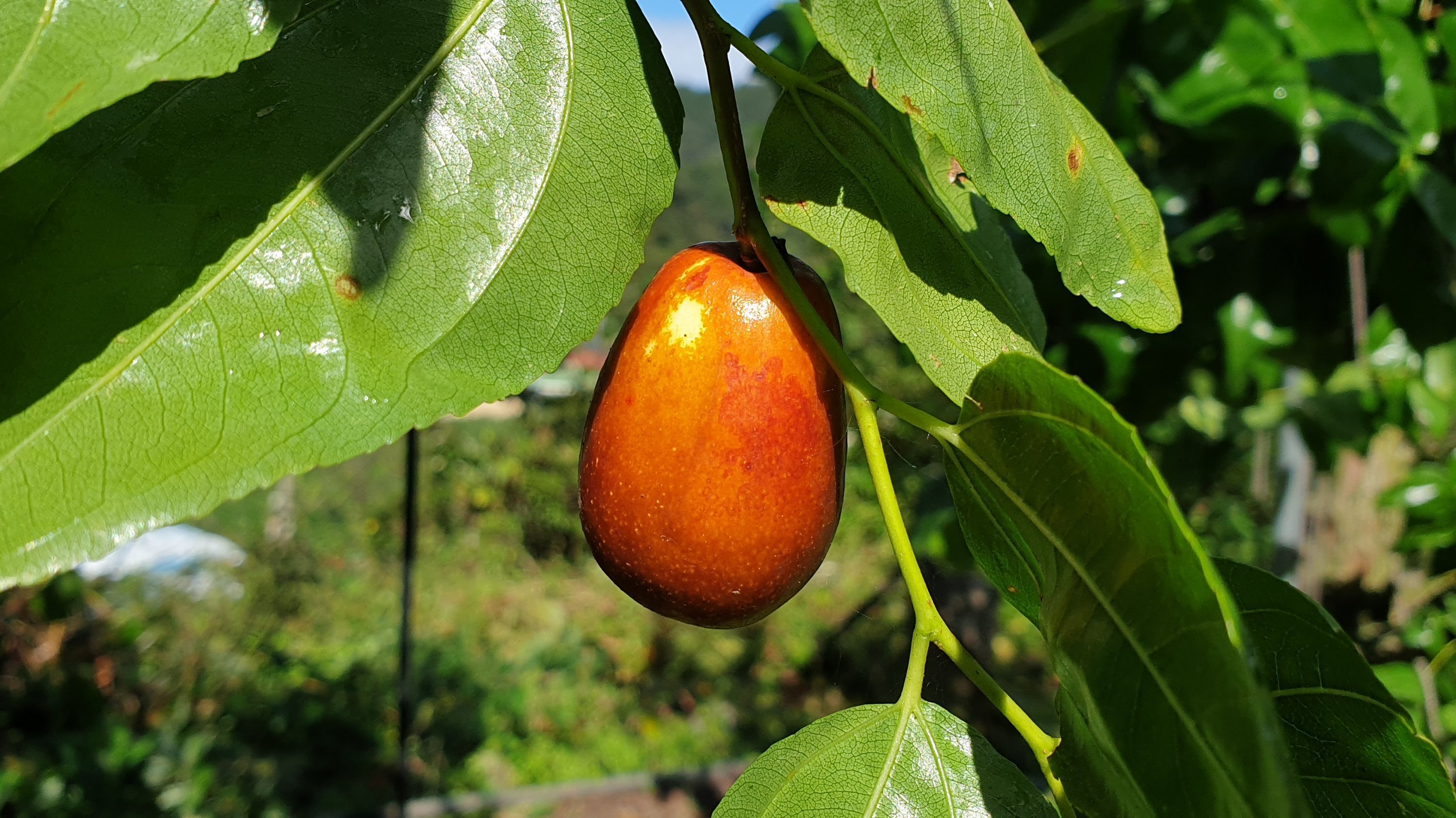总是让人念念不忘！甜美爽脆的美味鲜红枣！