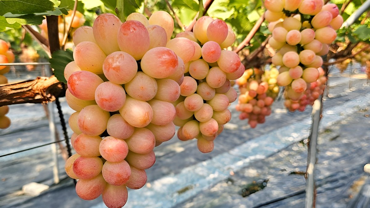 新品種「サニードルチェぶどう」シャキッと食感にぴったりの甘酸っぱさ！