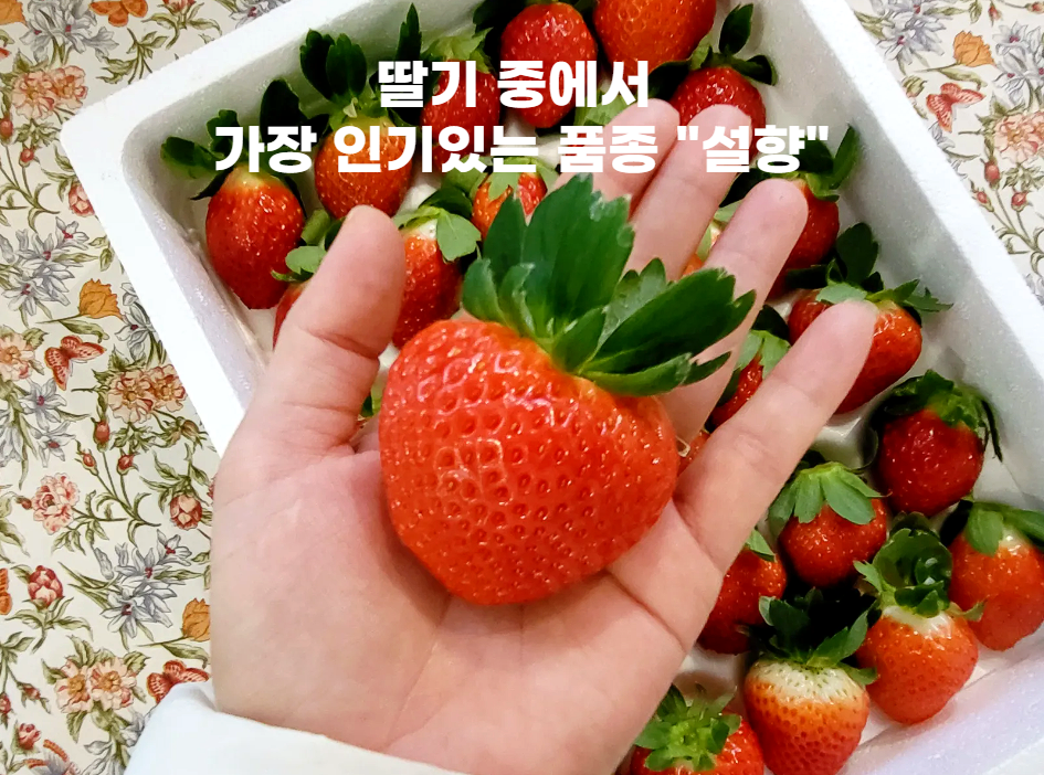 이미지 설명이 없습니다.