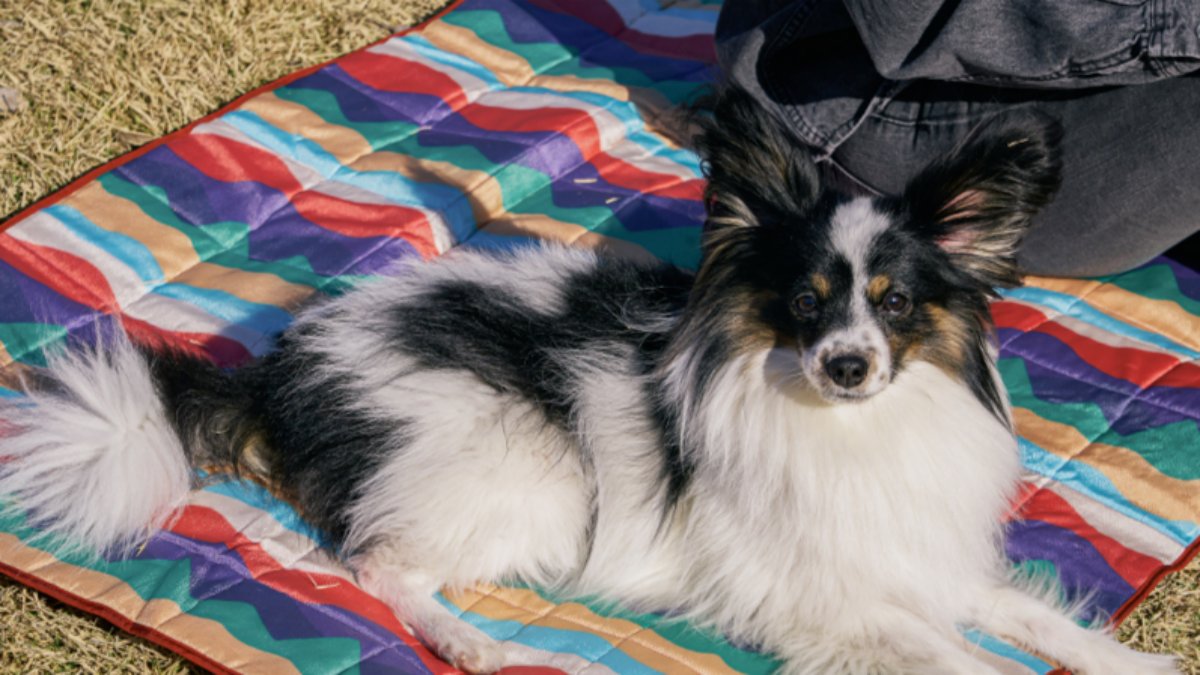 ペットのアウトドアに必須！生活防水対応の【携帯用ペットマット】