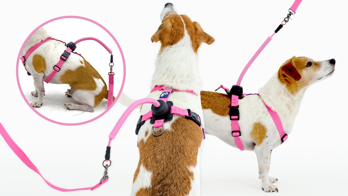 [자유로운 산책] 줄 꼬임 걱정 없는 페슬라 논태클 H형 하네스