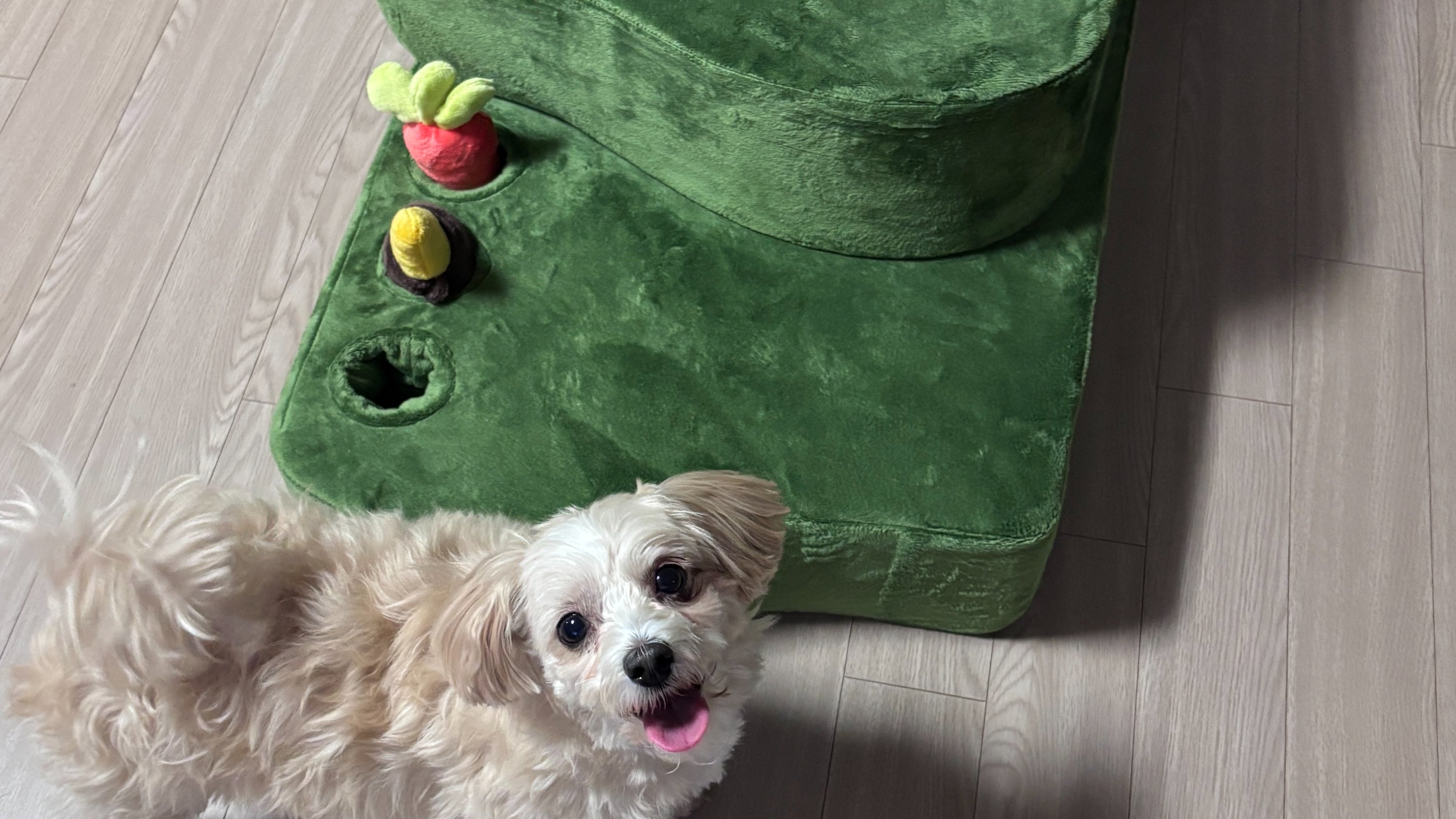 楼梯里藏着嗅闻玩具？和有趣的宠物楼梯一起玩吧！FurryFarm宠物楼梯