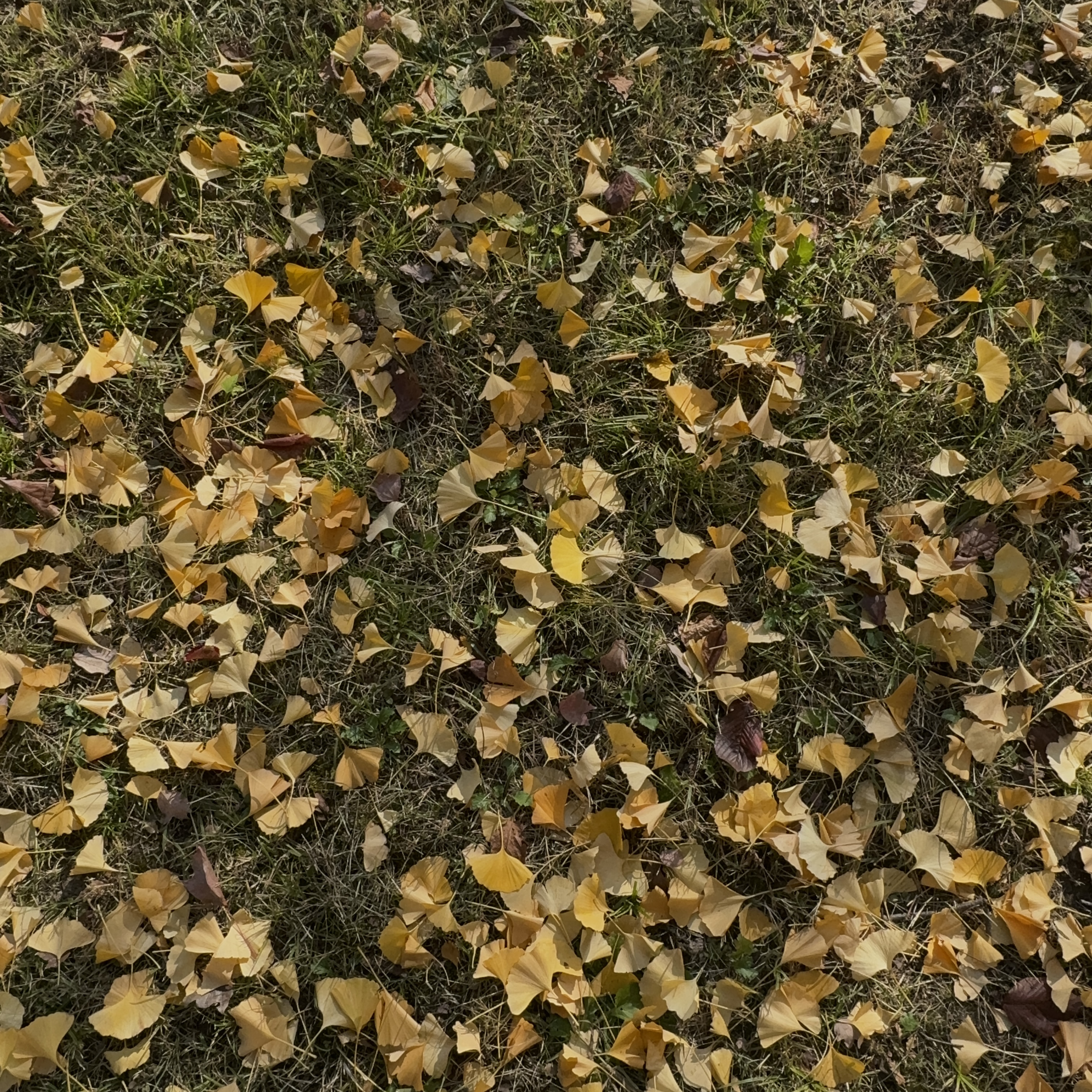 IMG_3376.jpeg