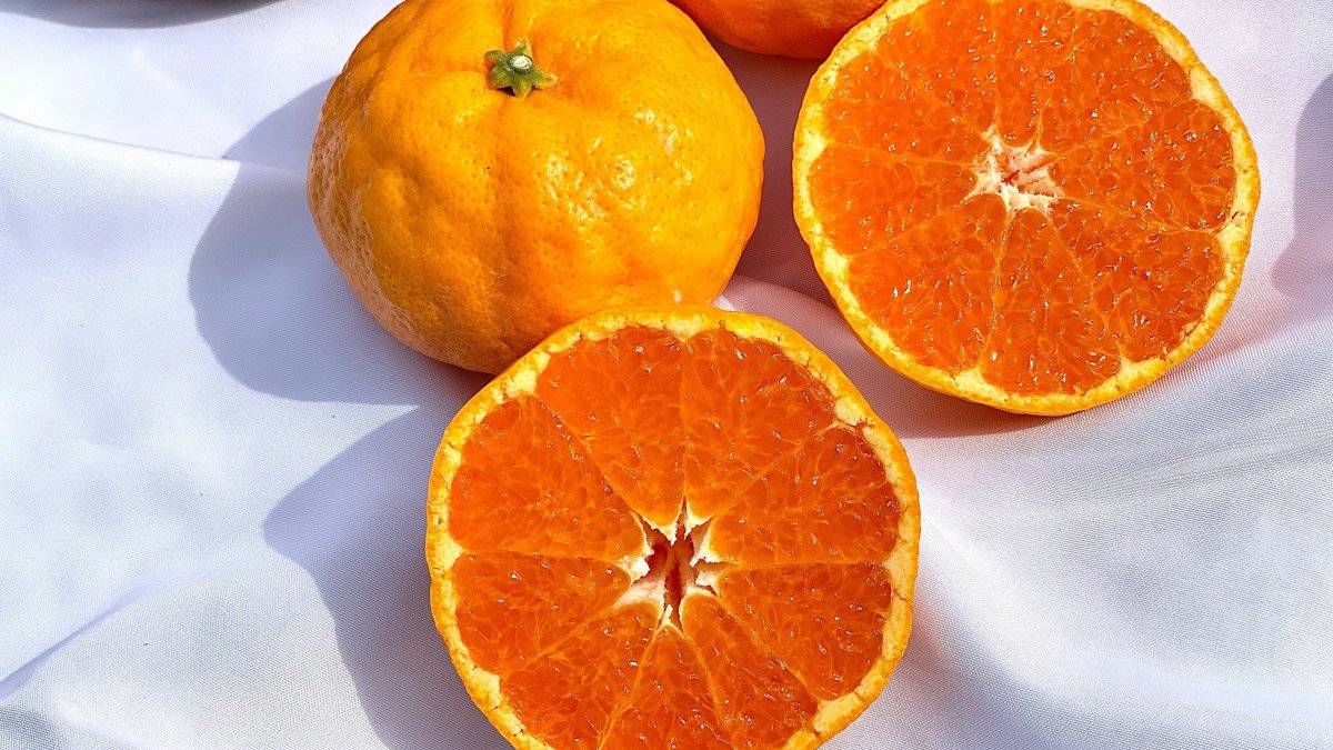 [봄 제철과일] 400일의 기다림이 빚어낸 새콤달콤한 과즙 제주 카라향