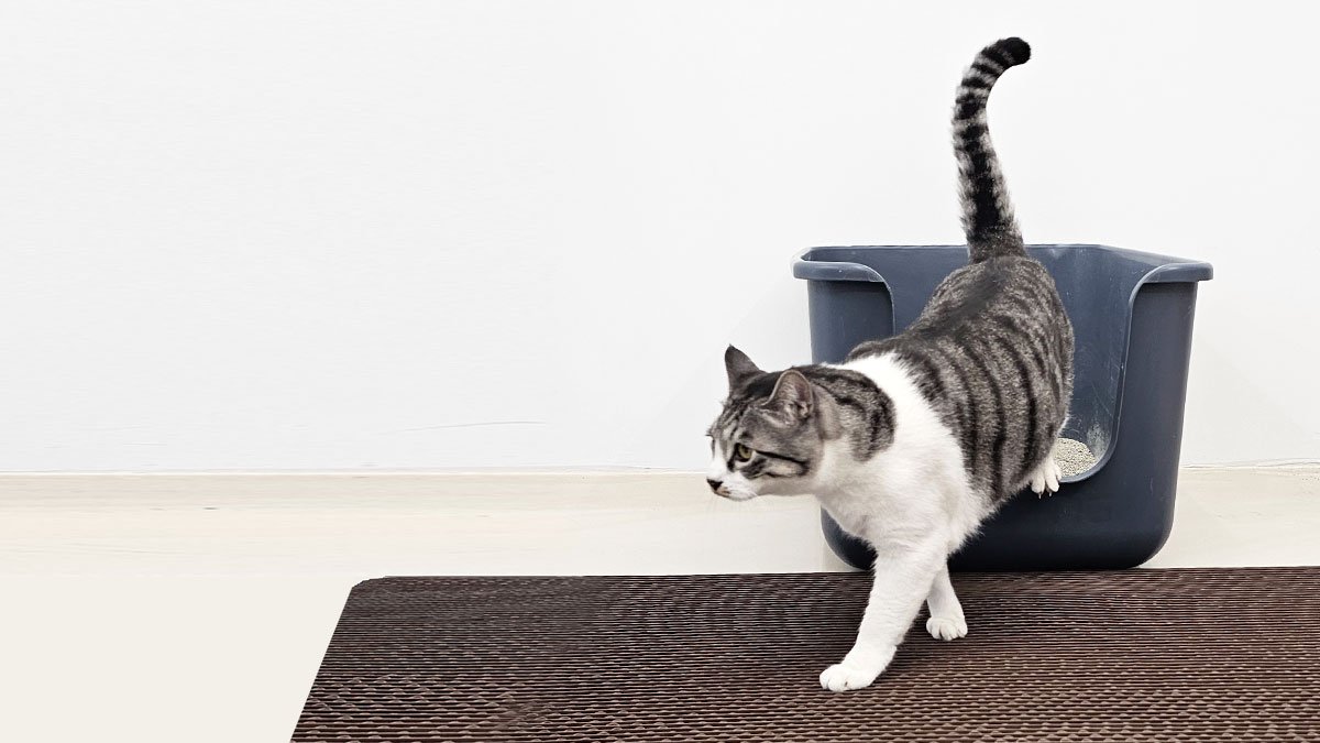 고양이매트 더 이상 고민하지 말자!!   말고->털고->끝!!