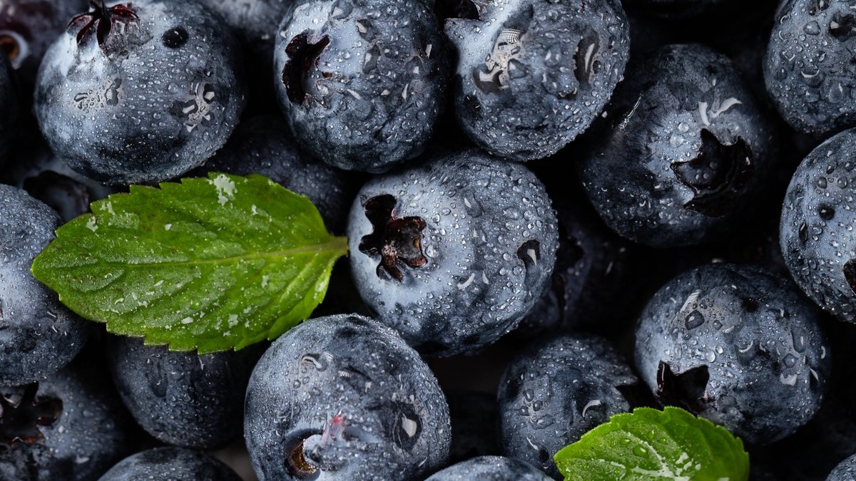 [무농약인증] 극강의 신선함! 백화점급 품질 국내산 VIP 생블루베리