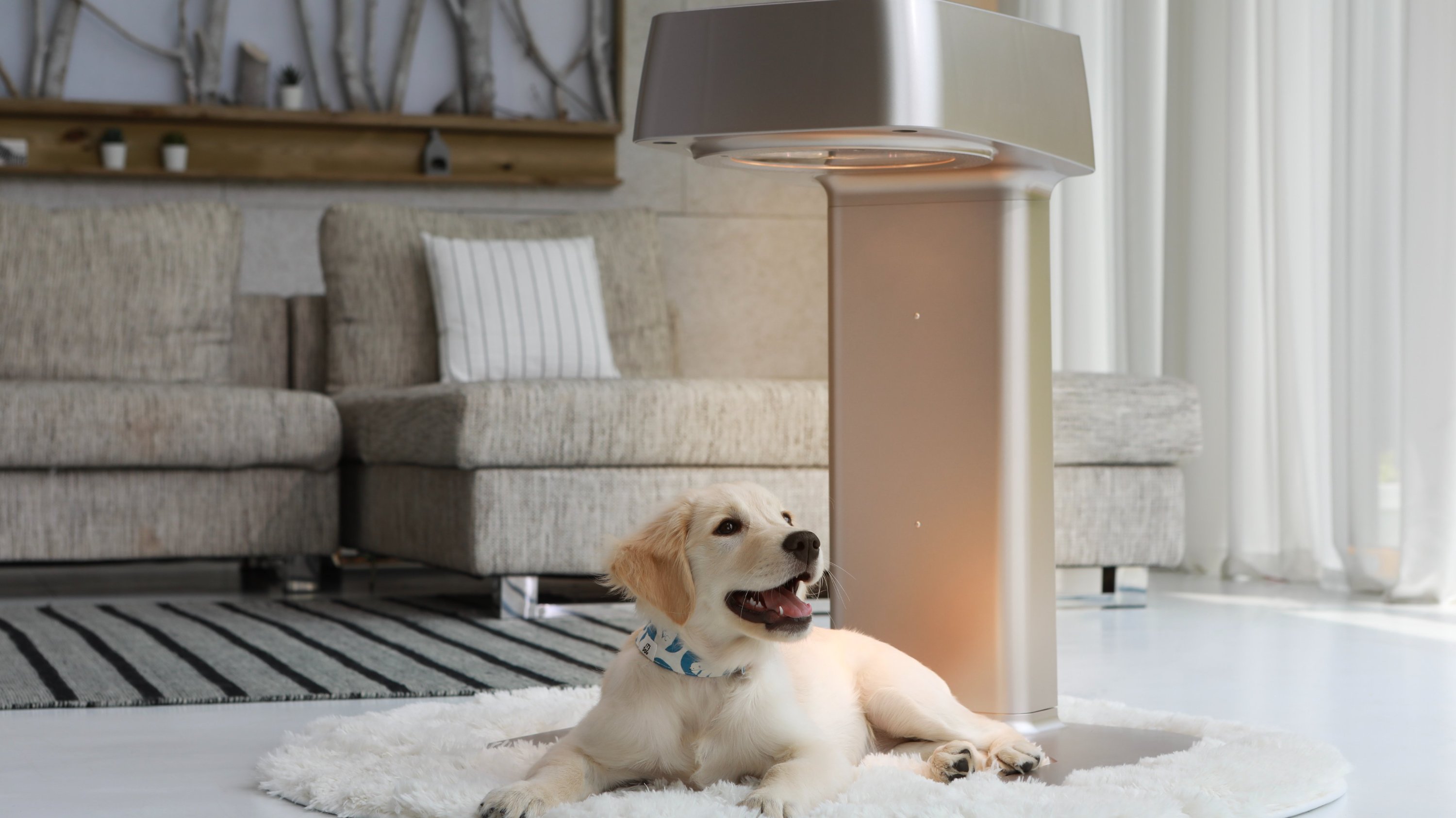 [宠物医疗器械认证]每日30分钟，缓解老年宠物疼痛