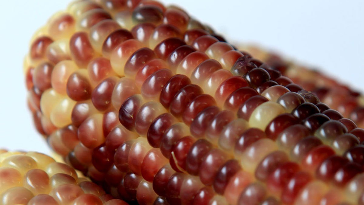 35年匠心，口感Q弹的全南谷城新鲜黑糯玉米